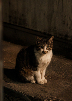 猫