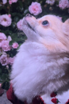 てんてん