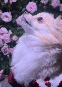 てんてん